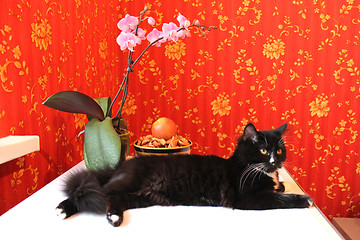 Image showing black cat in the room with red wallpaper