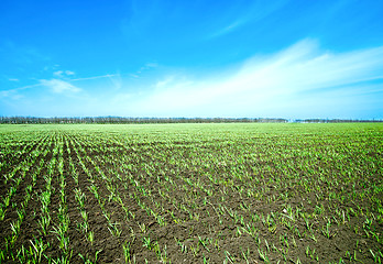 Image showing springs field and blue sky