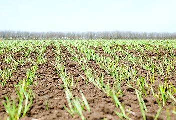 Image showing green shots in spring field