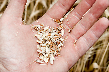 Image showing gold harvest in hand