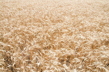 Image showing yellow grain ready for harvest