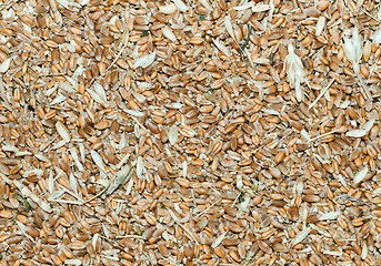 Image showing grains with husk as background