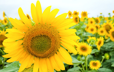 Image showing sunflower on the field