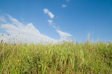 Image showing green grass and blue sky