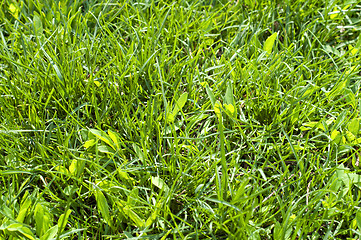 Image showing green grass closeup