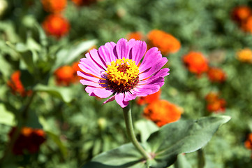 Image showing pink flowers