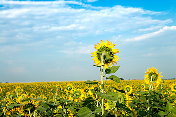 Image showing sunflower field under cloudy sky