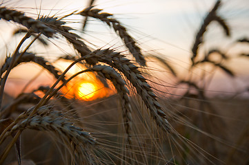 Image showing ripe wheat at sunset with sun