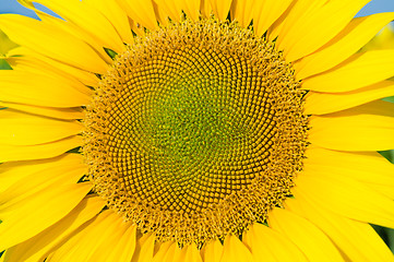 Image showing part of sunflower as background