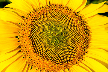 Image showing sunflower