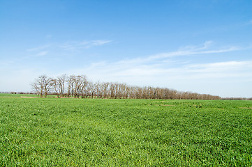 Image showing green field with trees and blue sky