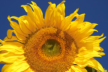 Image showing the sunflower