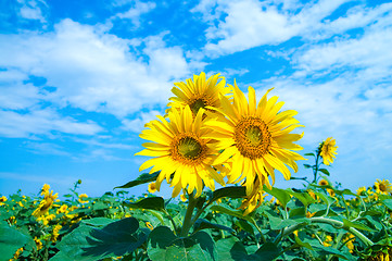 Image showing sunflowers family on a background sky