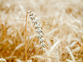 Image showing golden wheat ear