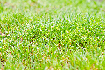 Image showing green grass closeup