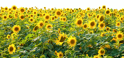 Image showing sunflower field