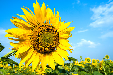 Image showing sunflower on the field