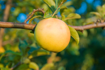 Image showing green apple. evening