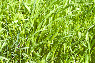 Image showing green grass closeup