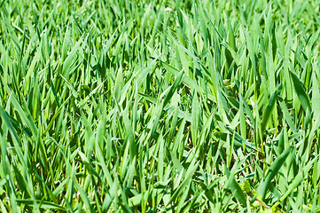 Image showing Green grass background