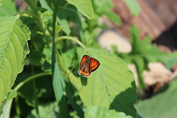 Image showing butterfly sitting on the green leaf