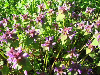 Image showing Some beautiful blue flowers