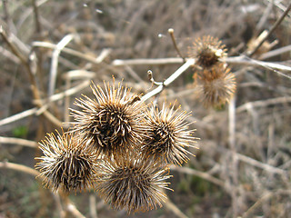 Image showing Some dry agrimonies