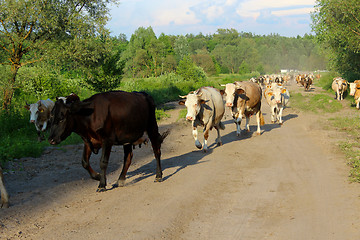 Image showing cows coming back from pasture