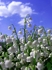 Image showing Beautiful flowers of a lily of the valley