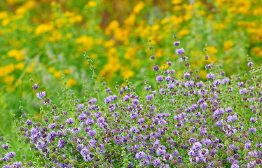 Image showing wild mint