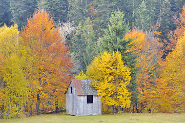 Image showing colors of autumn birch forest