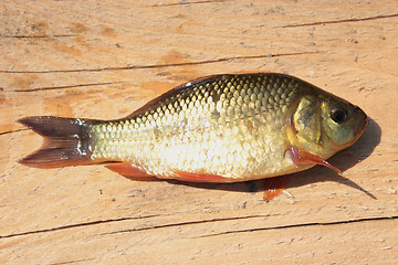Image showing caught big red crucian