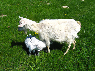 Image showing Goat and kid on a pasture