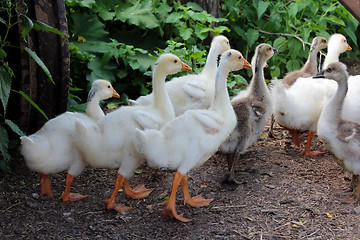 Image showing some young goslings in the village