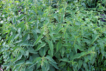 Image showing bushes of thicket of cruel nettle