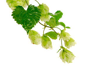 Image showing hop plant natural beer ingredient isolated white 