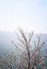 Image showing Flowered tree 