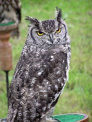 Image showing Eagle Owl 2