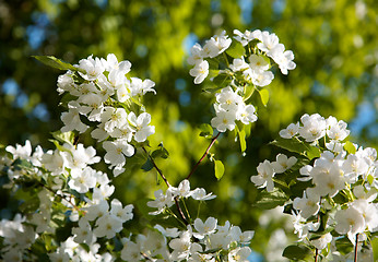 Image showing Apple-tree flowers