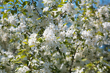 Image showing Apple-tree flowers