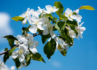 Image showing Apple-tree flowers