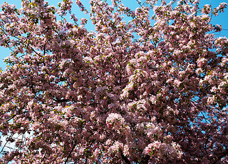 Image showing Apple-tree flowers