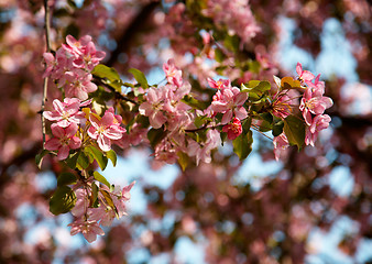 Image showing Apple-tree flowers