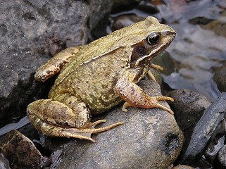 Image showing Frog