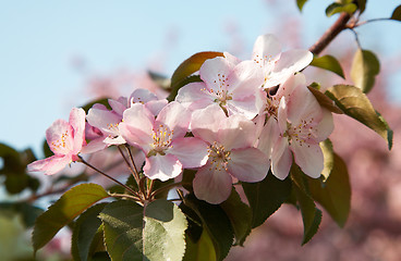 Image showing Apple-tree flowers