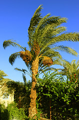 Image showing Palm tree