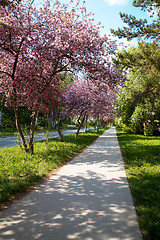 Image showing Apple-tree alley