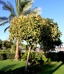 Image showing green trees