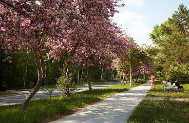 Image showing Apple-tree alley