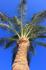 Image showing Palm tree 